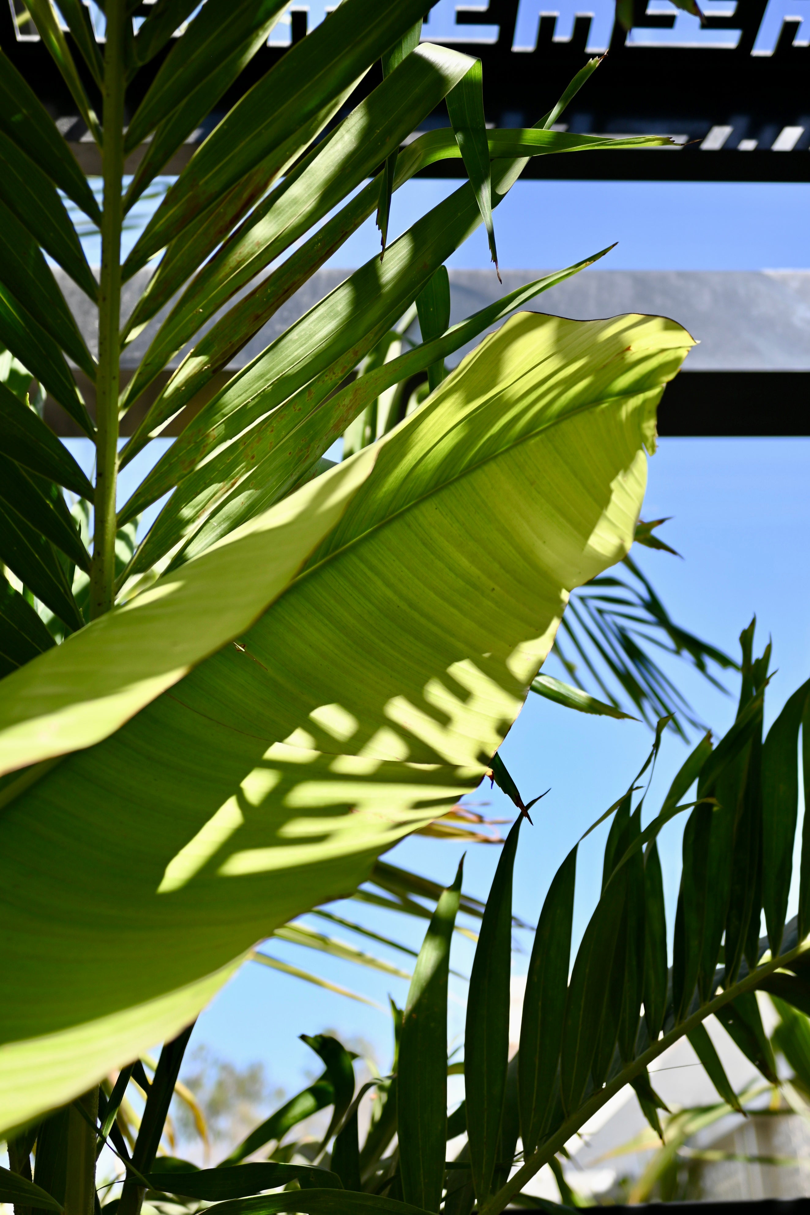 Close-up of a travellers palm and coconut palm with a clear blue sky in the background and the Halm logo pattern.