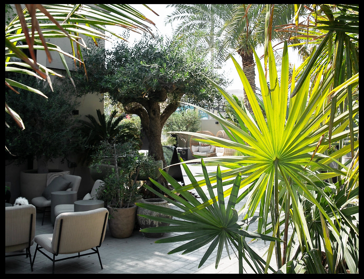 Tropical outside secluded seating under palm trees and olive groves.