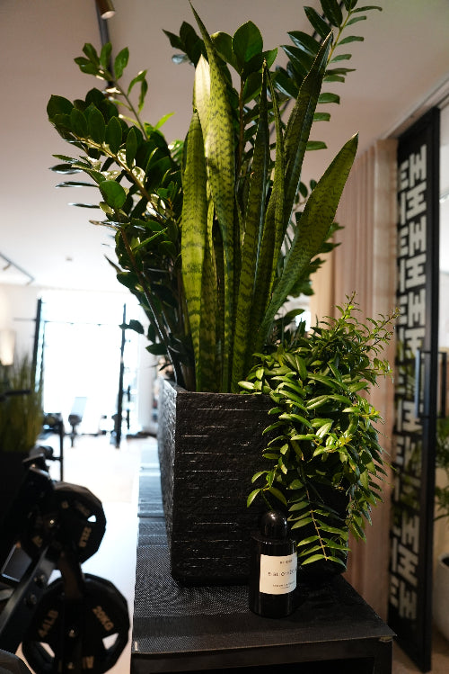 Private Boutique Gym in Dubai with a sleek black planter filled with lush green indoor plants, bringing a refreshing natural vibe to the workout space.Top quality machines seen in the background. 